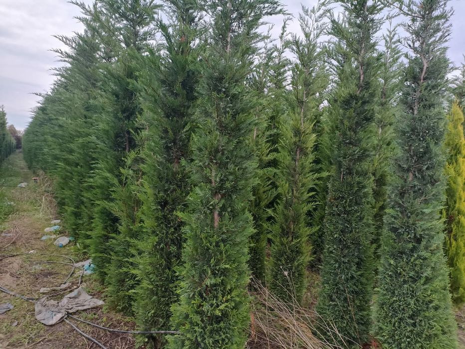 Садовник Агроном