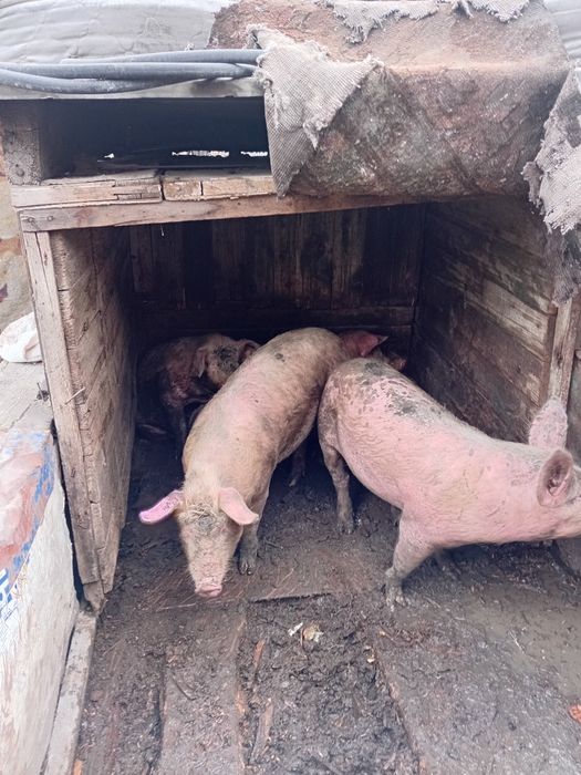 Продаётся под свинке