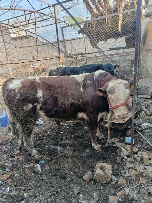 Buqa sotiladi Nazarbek