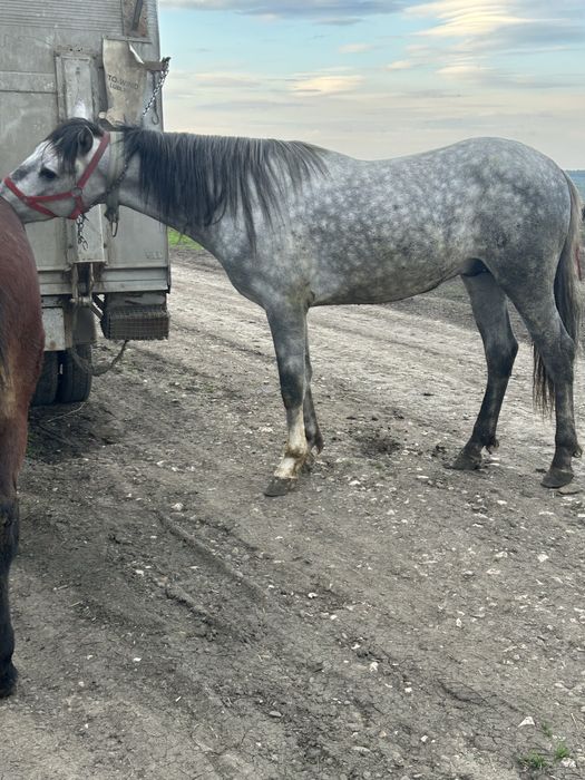 Vand o manza si un manz