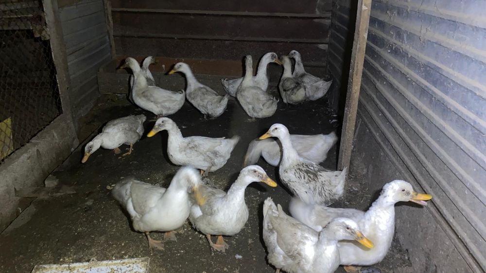 Куры Утки срочно продам по 5000