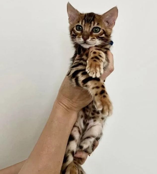 Бенгальские котята  леопардики