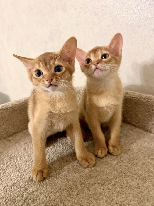 Абиссинские котята