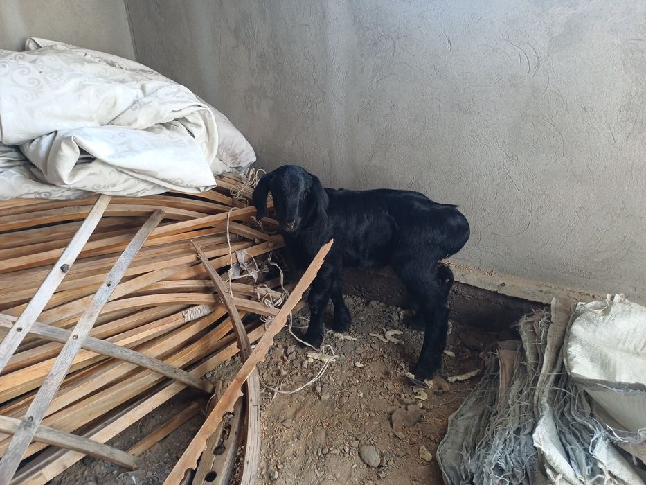 Гиссар қошқар сатылады