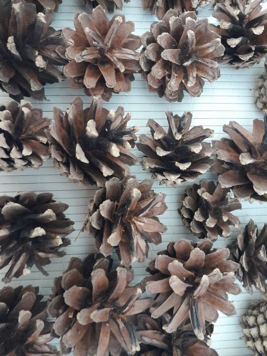 Шишки сосновые натуральные