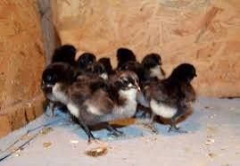 ЖУЖАЛАР.кора джерси жужалари сотилади.