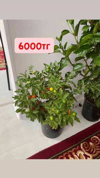 Красивые комнатные цветы для дом, растения
