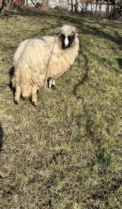 Vând mieluță brează