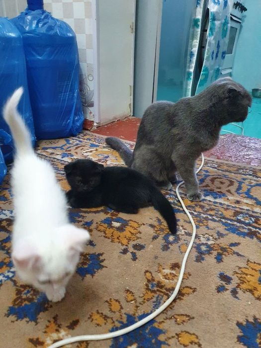 Котята скотиш фолд