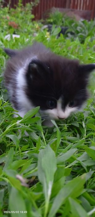 Очень красивые котята крысоловки