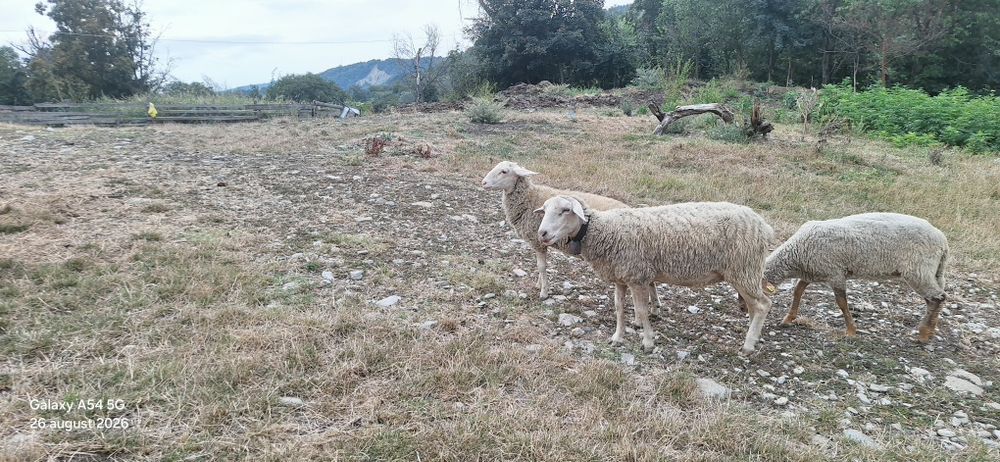 Oaie si miei friza germana
