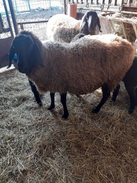 Oaie  carabasa sarbeasca