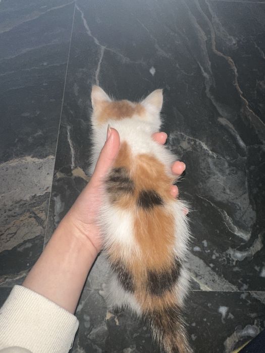 Котята ищут дом, и добрые ручки