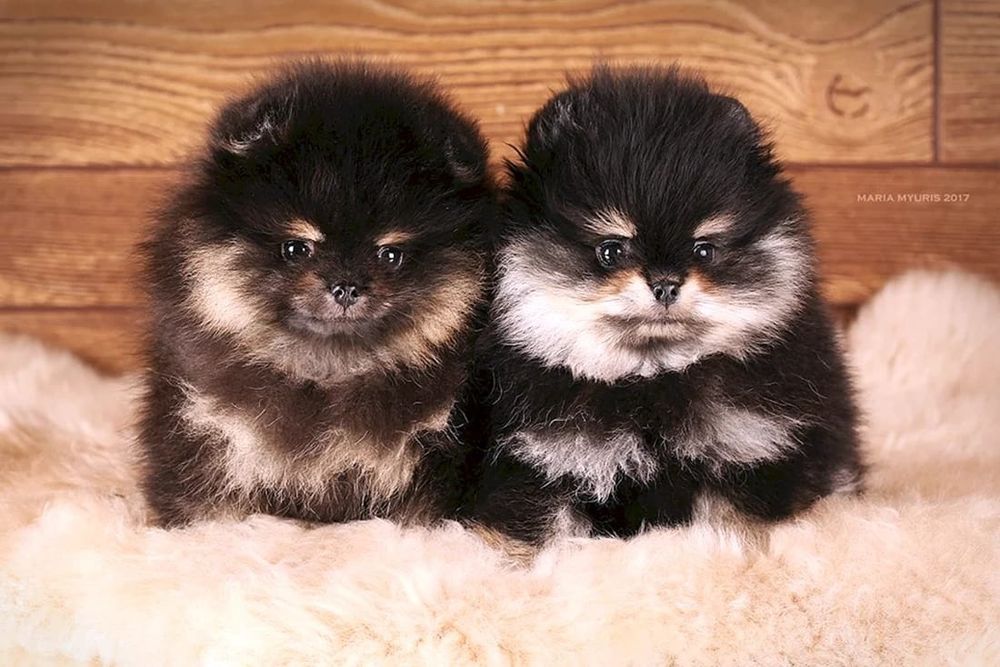 Продам маленьких шпицов