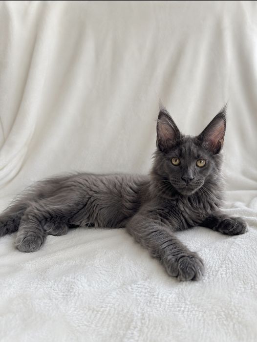 Котенок Мейн куна, продается СРОЧНО