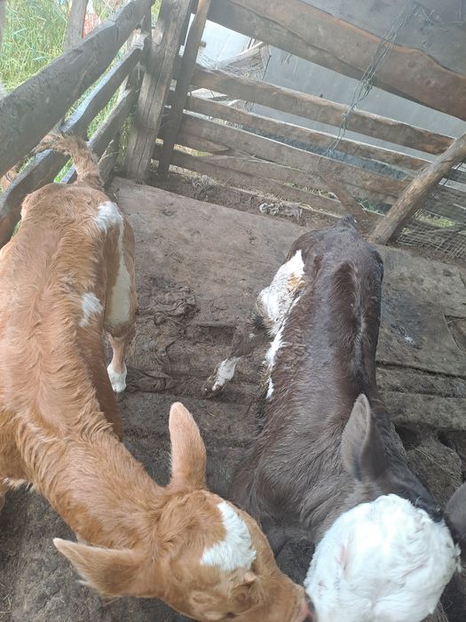 Vând vițeii  de rasa