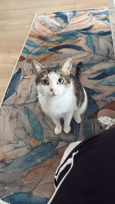 Cat-sitting Cluj-Napoca – îngrijire pisici la domiciliu