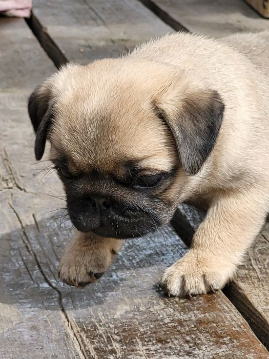 Продам щенков мопса