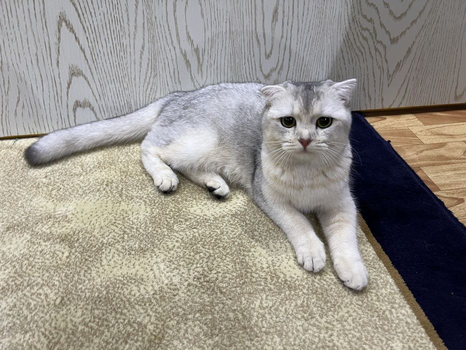 Шотландская вислоухая кошка (Scottish Fold)