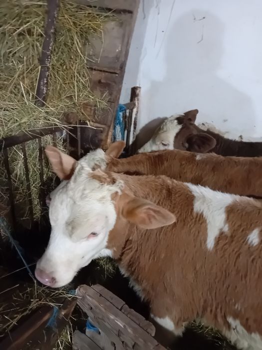 Vitele baltate intarcate