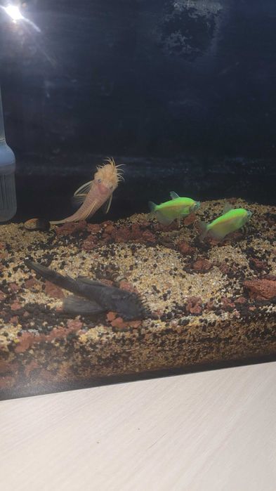 Малък Аквариум с рибки