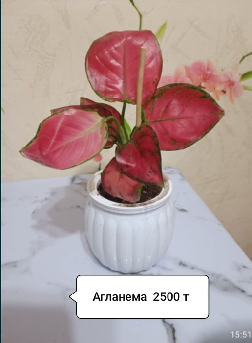 Лейка для цветов