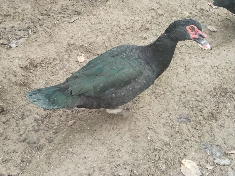 Индоуткалар сотилади.