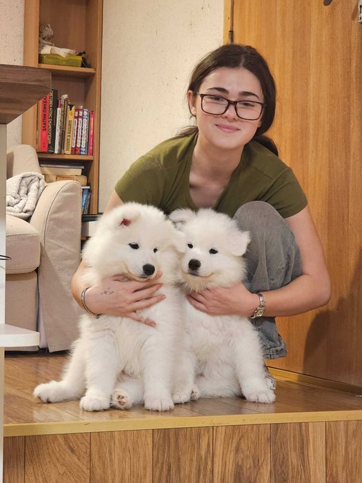 Продавам кученца Сибирски Самоед