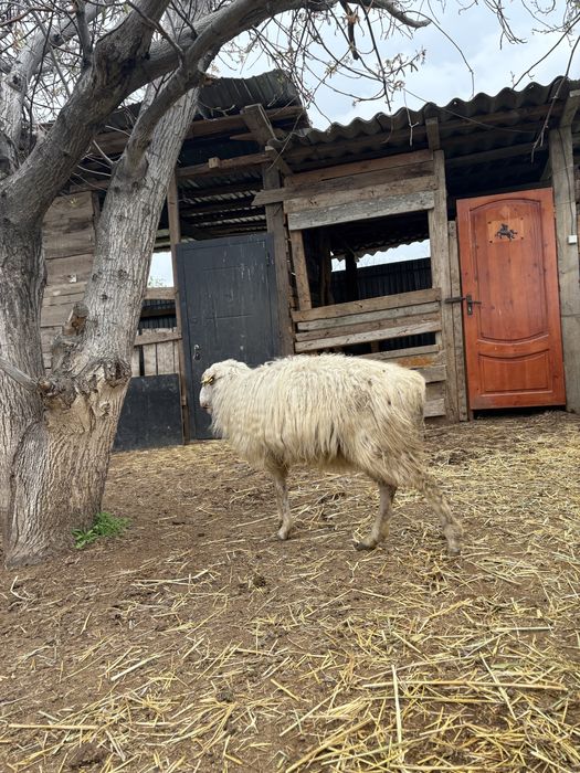 сойыска койлар сатылады