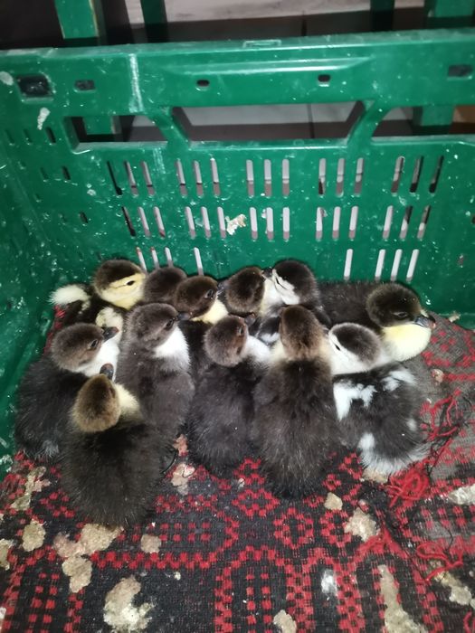 boboci de rațe mute
