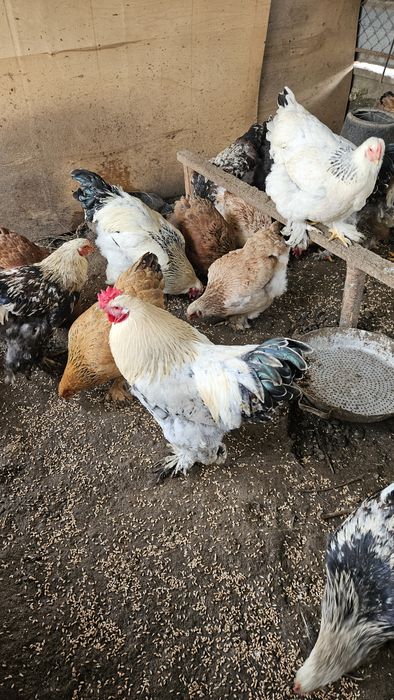 Продам курей и петухов