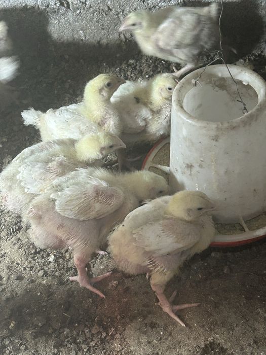 Продам подрощеных бролиров