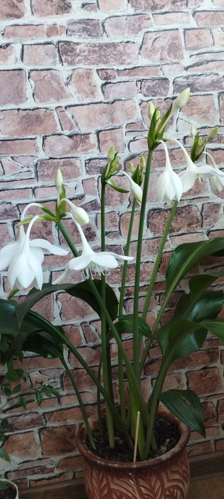 Эухарис или мадагаскарская лилия.