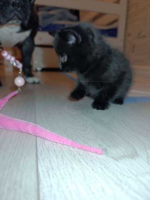 Котята шотландские