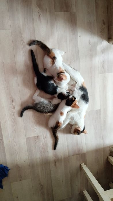 Отдам в добрые руки