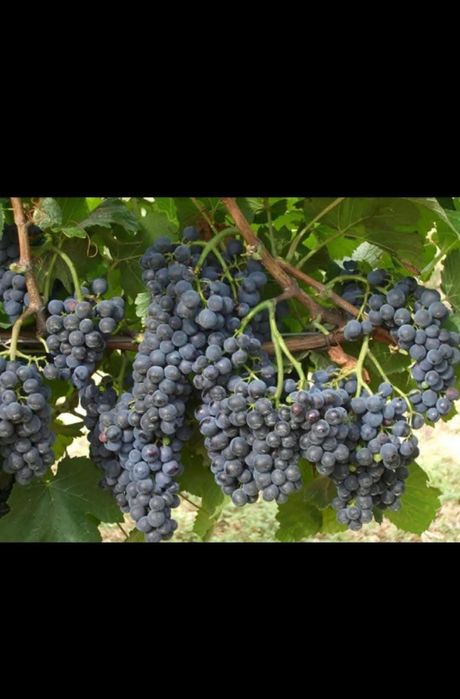 Butasi de vită de vie de anul 2 și de anul 3