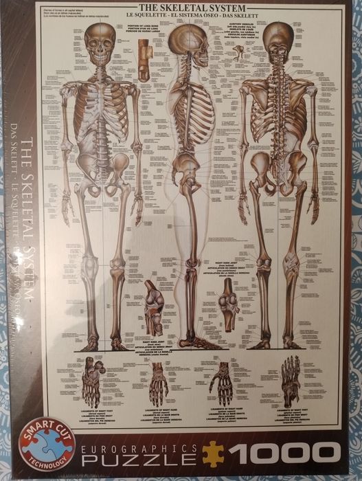 Нов пъзел Костна система