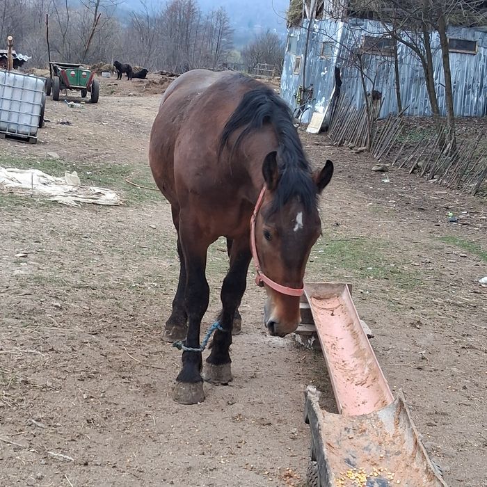 Vand noaten de 1 an si 11 luni