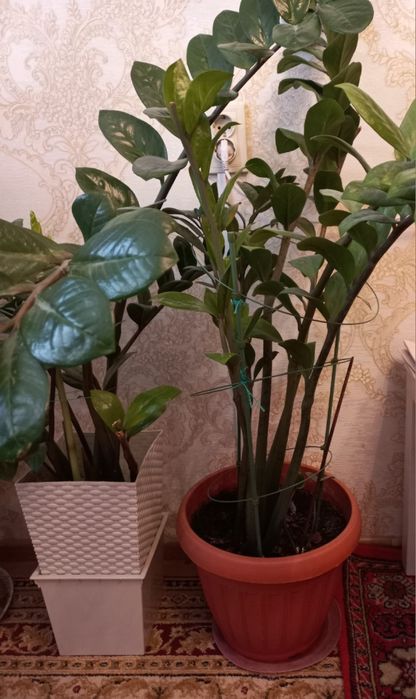 Цветок домашний!