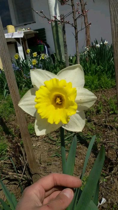 Луковици Нарцис, Зюмбюл и Минзухар