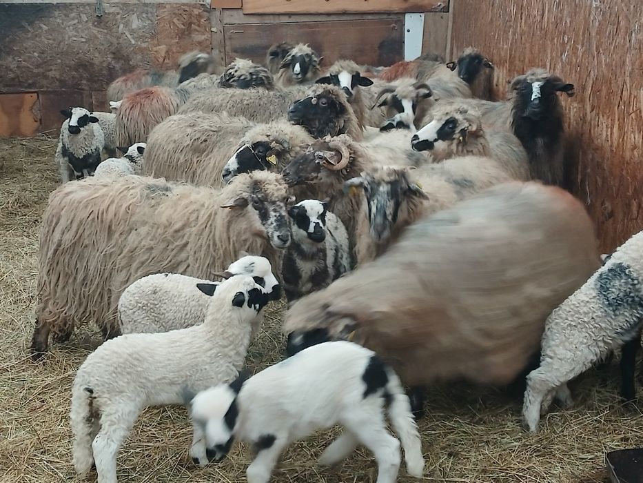 Vand 20 de oi cu miei