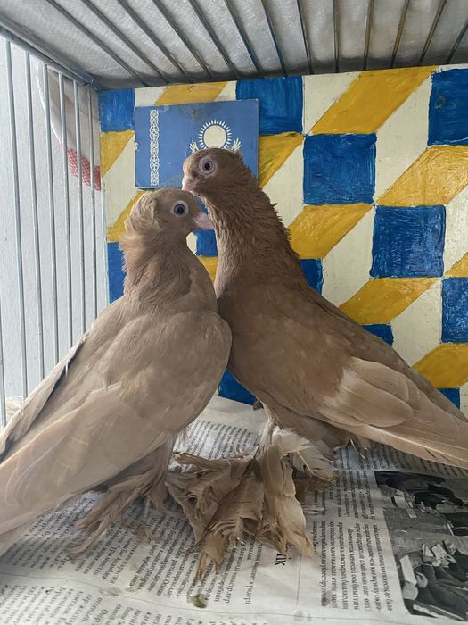 Молодеж летно игровых глубей!