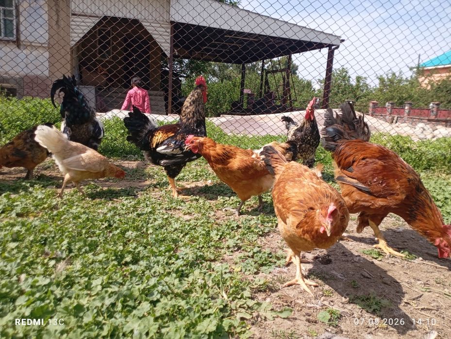 Продам домашних курей