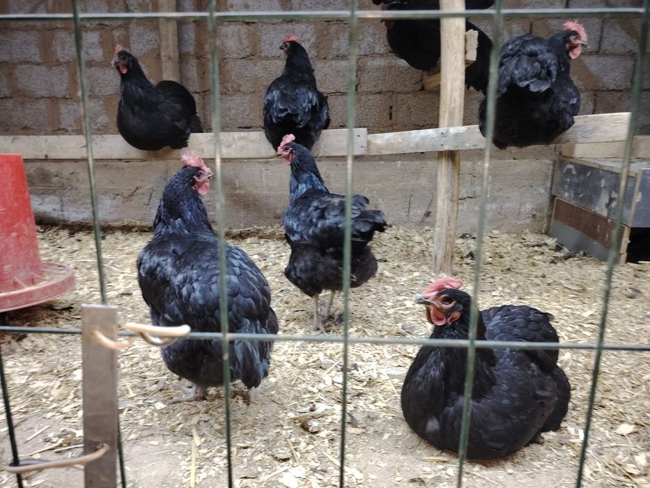 Qorashaxzoda--avstrolop--kurka jojalari sotiladi sog'lom