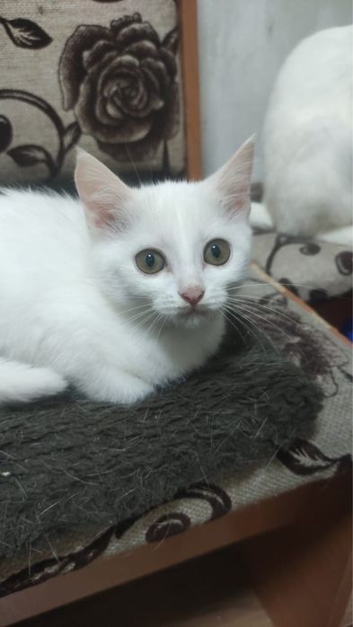Отдаем котят разнополых