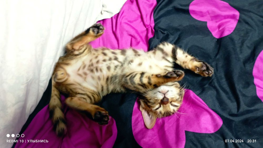 Бенгальские котята