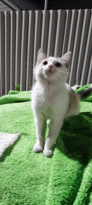 Ищем дом котенку девочке