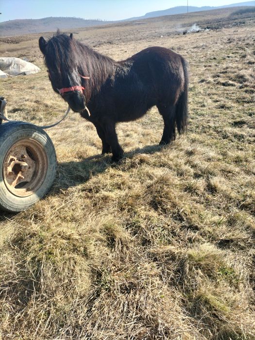 Vând sau schimb poneu cu un cal poneul de 6 ani castrat detalii la tel