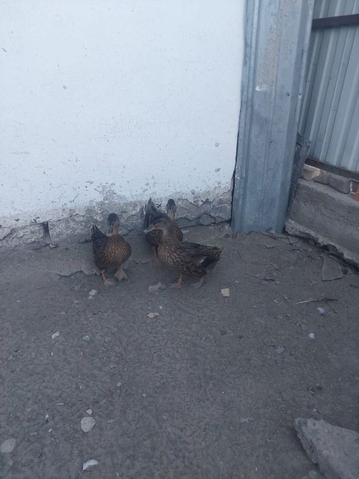 Продам уток продам