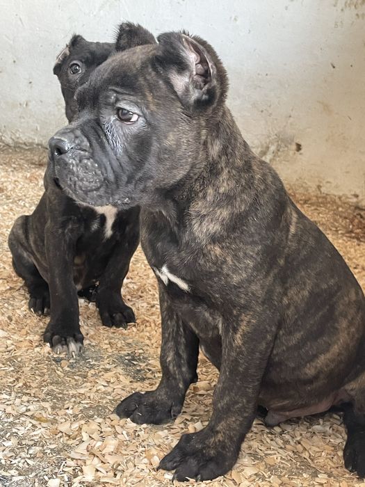 Итальянский кане корсо